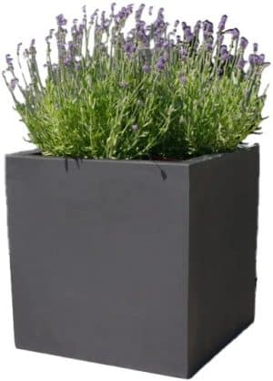 Botanic 50-2c /Stück Lautsprecher anthrazit